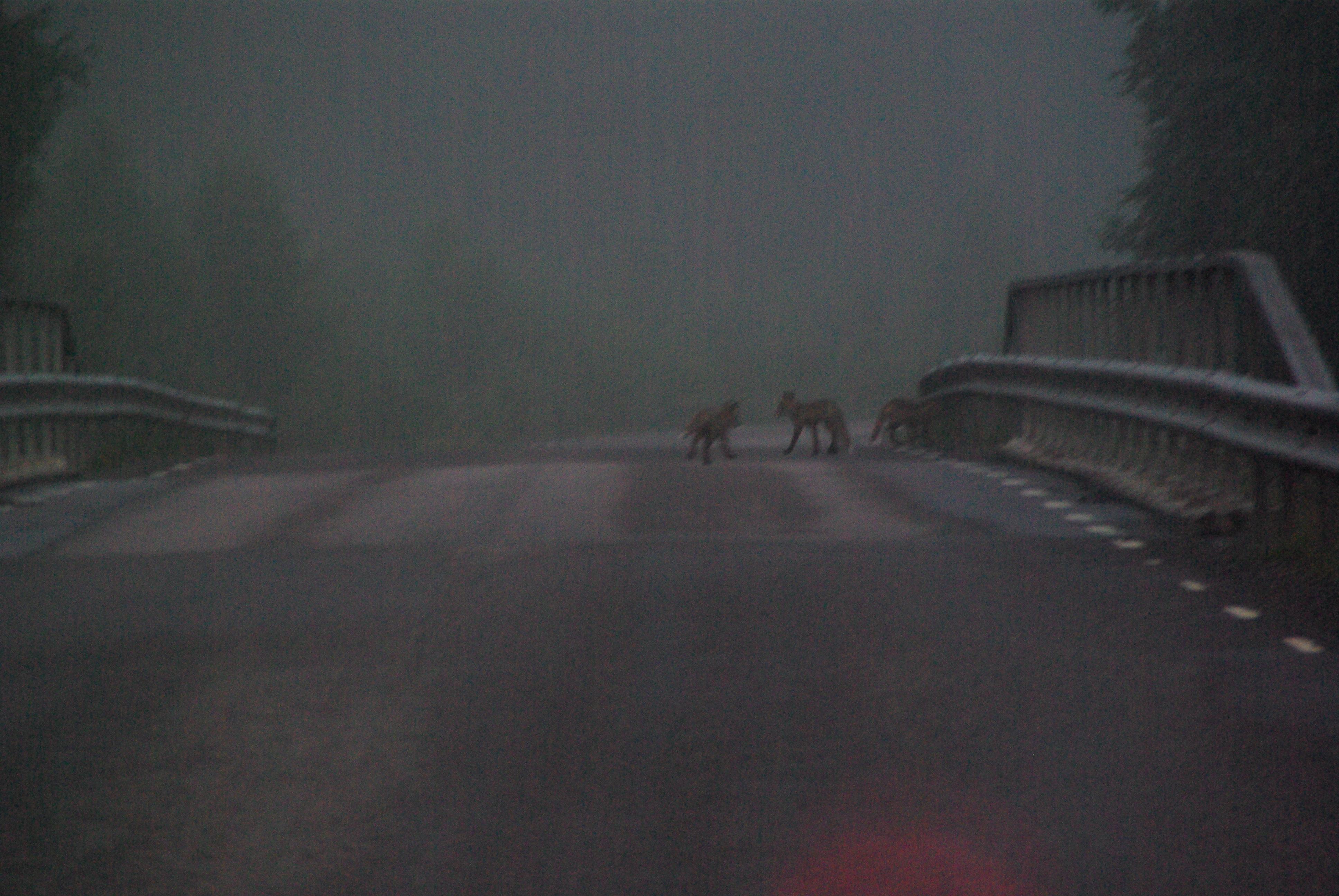 IMGP4599-drie vosjes spelen op de weg.jpg